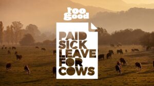 Grazing cows in a sunlit field with a bold white poster-style overlay reading 'PAID SICK LEAVE FOR COWS' and 'too good' above.